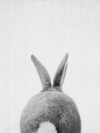 bunny black and white