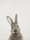 Black White Rabbit Canvas Poster