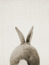 Rabbit Tail Poster Black and White