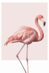 flamingo poster