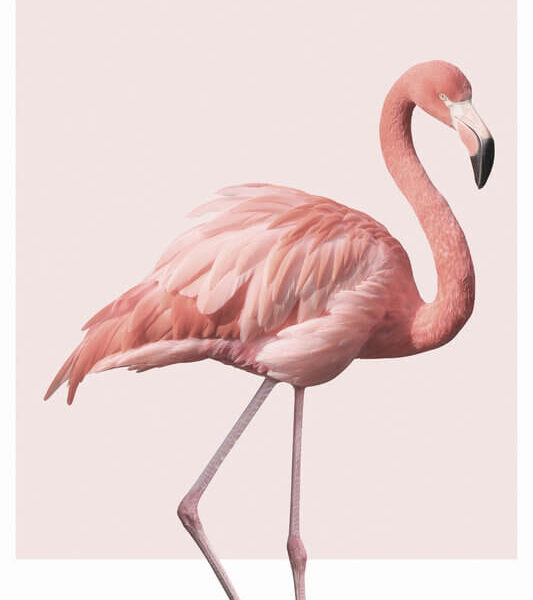 flamingo poster