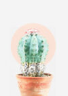 cactus potted poster