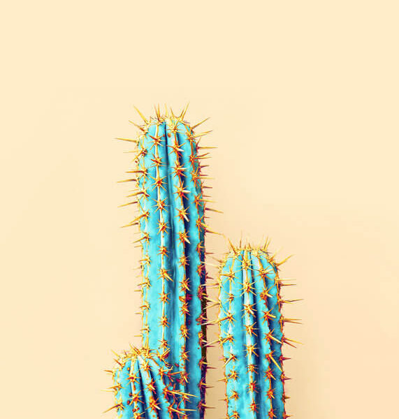 Cactus Poster