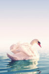 goose swimming poster